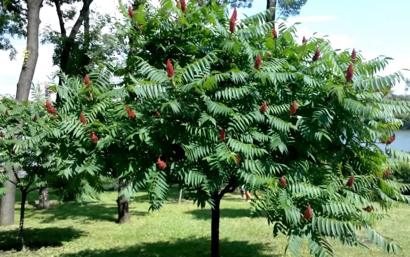 5 Эйч-Ти Пи Пауэр НСП: купить, цена, отзывы