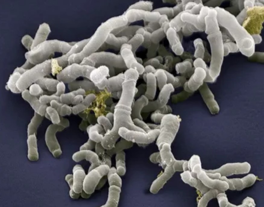 Бифидозаврики НСП: купить, цена, отзывы